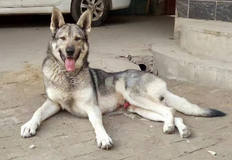 狼青犬的价格是多少