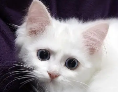 猫身上的跳蚤怎么治?不知道的来看看! 猫身上的跳蚤怎么治?不知道的来看看!