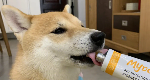 小狗营养膏一天喂几次