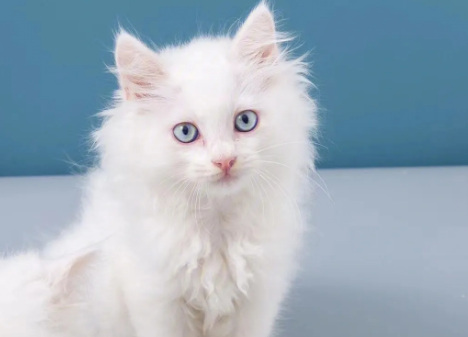 山东狮子猫多少钱一只？多少钱足够？