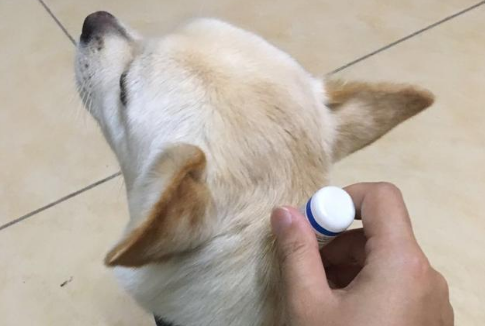狗狗体外驱虫有必要做吗