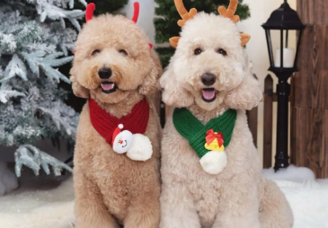 巨贵犬哪个颜色最贵