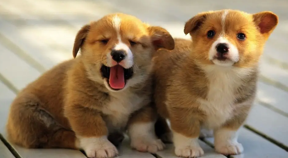1个半月的幼犬喜欢睡地板