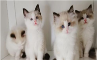 为什么不建议养布偶猫