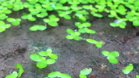鱼缸养什么水草可以净化水质