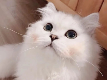 猫为什么喜欢和人睡在一起？想养的看过来