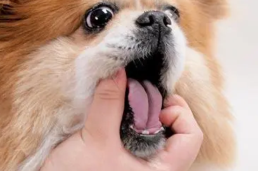 狗狗体内驱虫怎么用