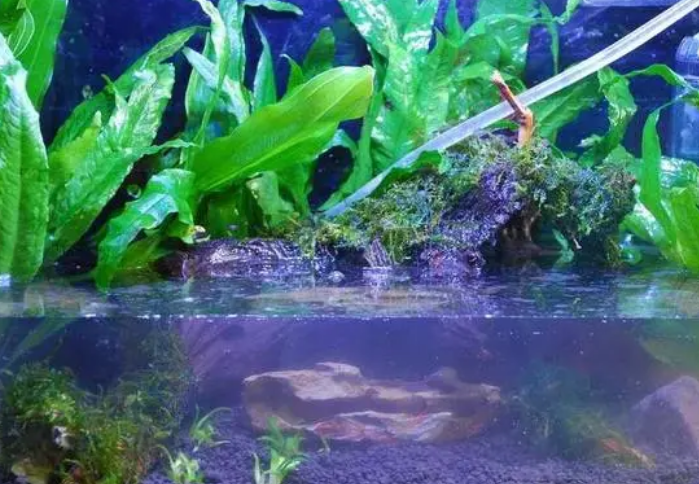 怎么在缸里种水草