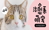 如何成为宠物博主