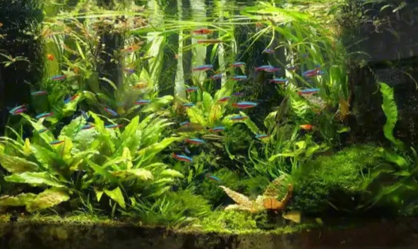 鱼缸水草种多少合适