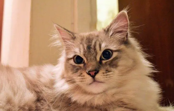 褴褛猫奶水不足怎么回事？看完本文，你就知道了