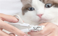 猫咪指甲怎么剪