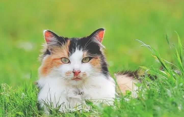 常见的野外猫草