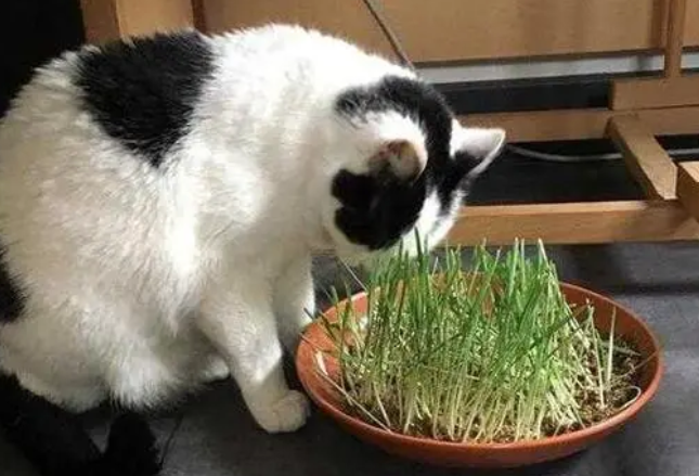 猫草要长几天 猫草要长几天