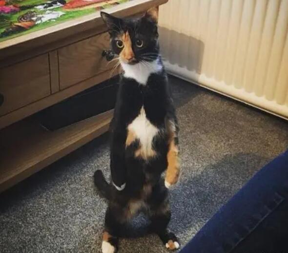 猫为什么喜欢两腿着地?有人知道吗? 猫为什么喜欢两腿着地?有人知道吗?