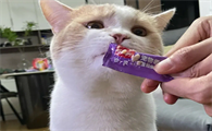 幼猫能吃猫条吗