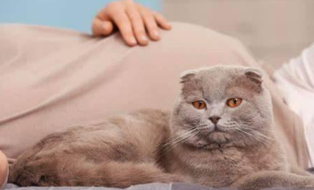 猫一般在几岁排弓形虫？养猫一定要知道！