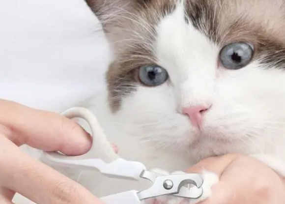 宠物猫要剪指甲吗