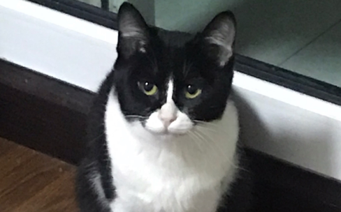 奶牛猫为什么很聪明?铲屎官来get下吧 奶牛猫为什么很聪明?铲屎官来get下吧