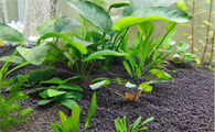 鱼缸养哪种水草