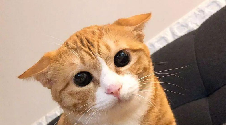什么是猫咪耳螨 什么是猫咪耳螨