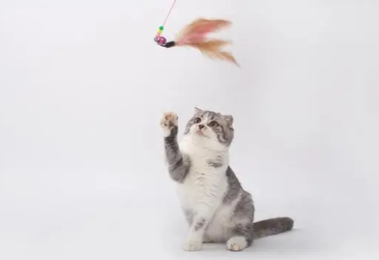 逗猫棒会让猫变暴力吗?逗猫棒的作用 逗猫棒会让猫变暴力吗?逗猫棒的作用