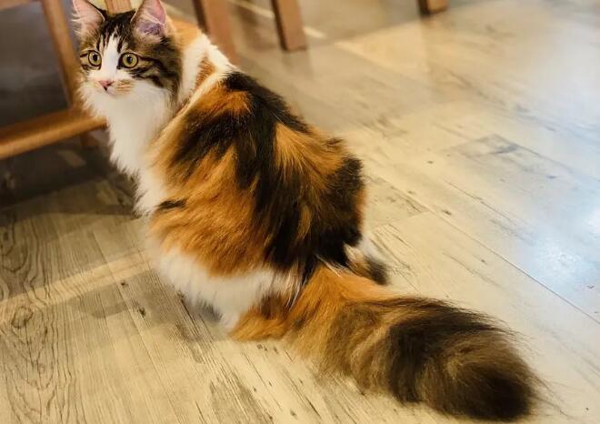 为什么三花猫都是母的?原因很简单 为什么三花猫都是母的?原因很简单