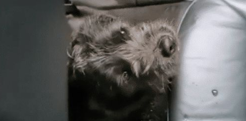 忧郁的流浪狗看了男生一眼,瞬间让他破防了 忧郁的流浪狗看了男生一眼,瞬间让他破防了