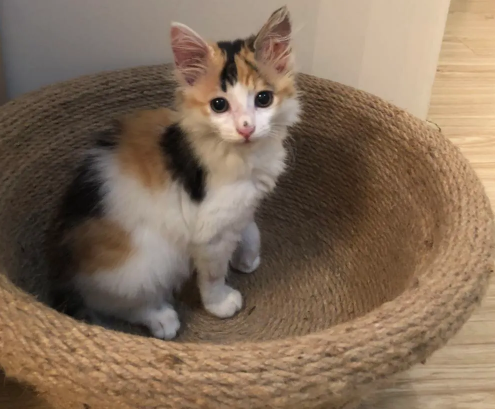 为什么三花猫都是母的?原因很简单 为什么三花猫都是母的?原因很简单