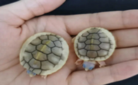 窄桥蛋龟如何饲养？喂食和温度该怎么把控？