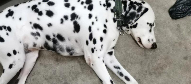 大麦町犬好养吗? 大麦町犬好养吗?