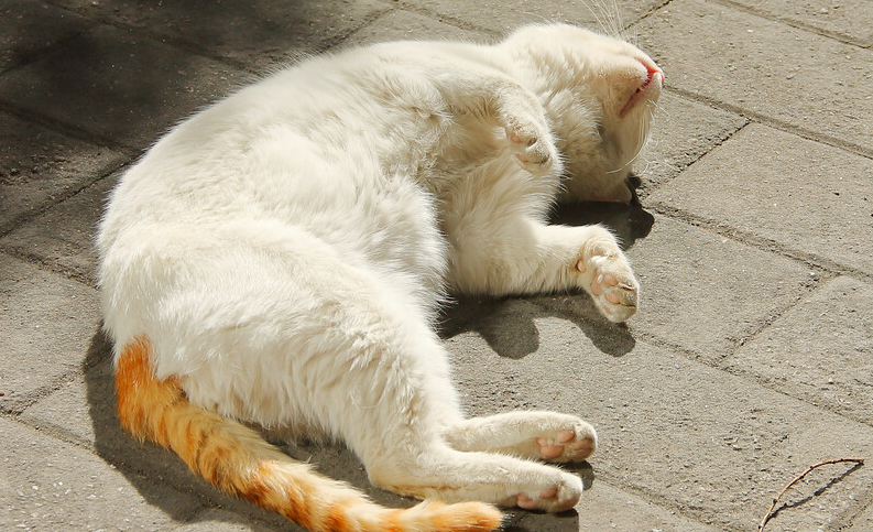 猫长期不见太阳的后果，肯定还有人不知道！