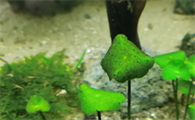 鱼缸里的水草发黑是怎么回事