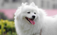 银狐犬和博美哪个贵