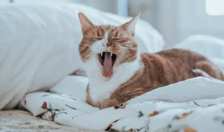 小猫一直打喷嚏是怎么回事?这里可以了解~ 小猫一直打喷嚏是怎么回事?这里可以了解~