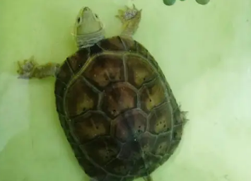 幼龟一天吃几颗龟粮 幼龟一天吃几颗龟粮