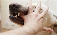 狂犬病的狗有什么症状,你们都知道吗?