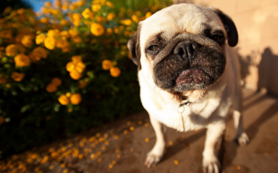 巴哥犬会记恨主人打过它吗?不懂的朋友来看看~ 巴哥犬会记恨主人打过它吗?不懂的朋友来看看~