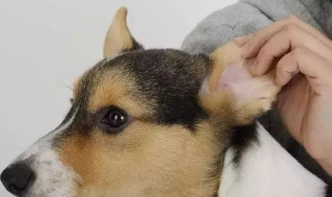 狗狗耳朵有耳螨咋办