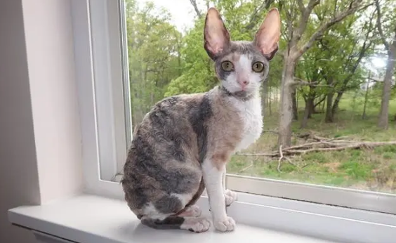 柯尼斯卷毛猫掉毛怎么办？饲养需谨慎！