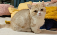 矮脚猫为啥贵