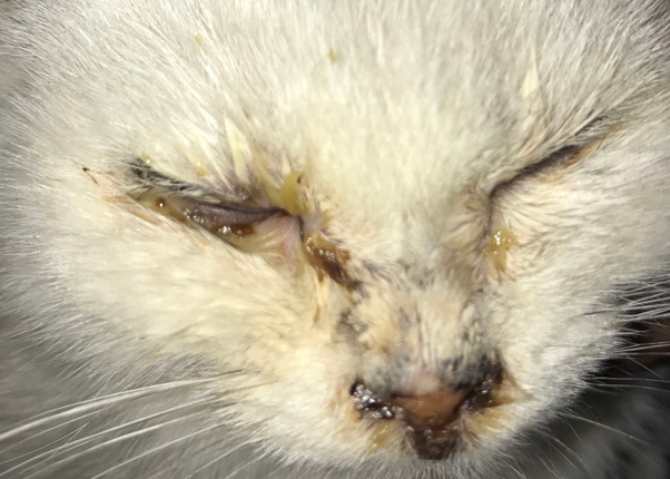 小猫眼屎多?原因大揭秘! 小猫眼屎多?原因大揭秘!