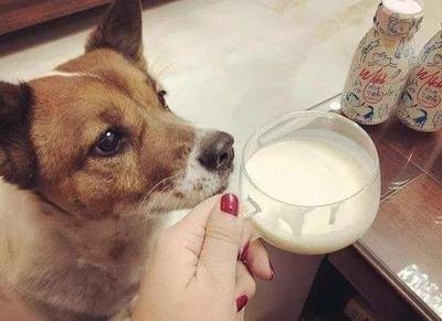 狗狗能喝哪几种酸奶 狗狗能喝哪几种酸奶