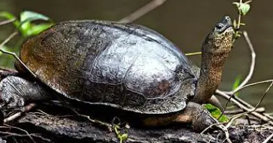 中美洲河龟多少钱一个？速速来了解！