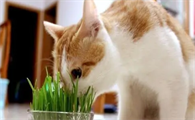 猫草有什么作用