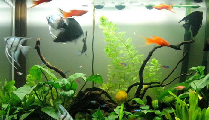 锦鲤鱼缸适合什么水草