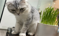 猫草是不是就是小麦