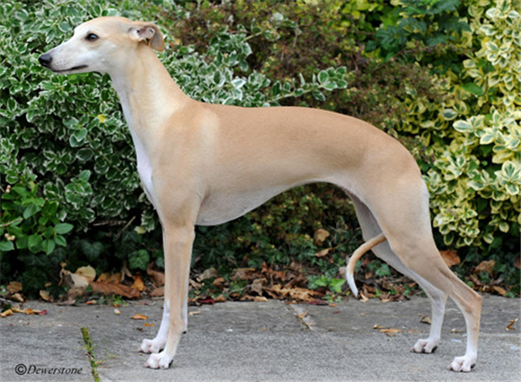 惠比特犬吃什么狗粮好?一文告诉你答案 惠比特犬吃什么狗粮好?一文告诉你答案