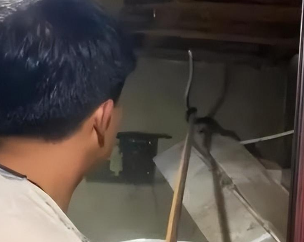 住户听到天花板有响动,竟藏1条缅甸蟒和两条网纹蟒 住户听到天花板有响动,竟藏1条缅甸蟒和两条网纹蟒