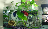 怎样养鱼缸里的水草